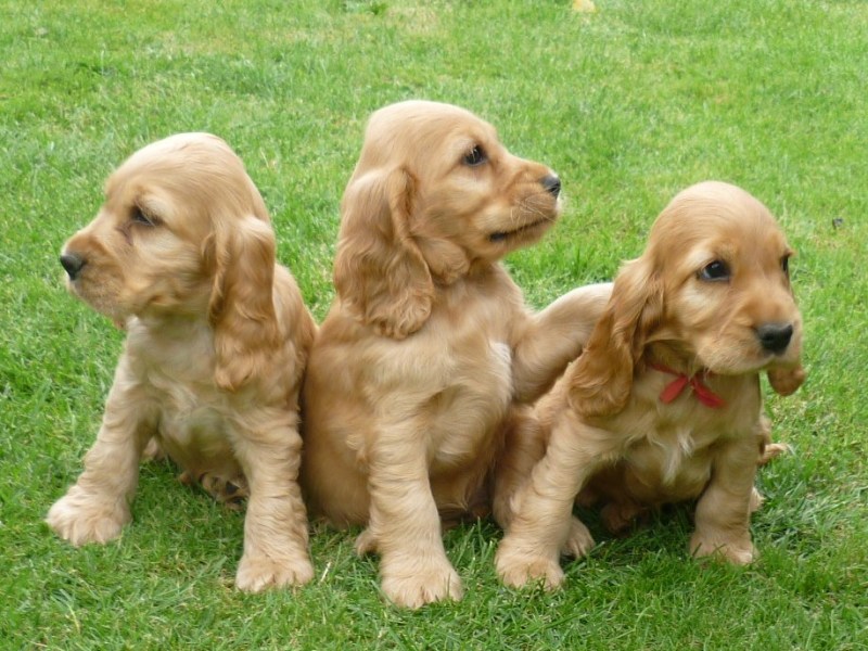 31 Gino, Gapy, Gina.JPG